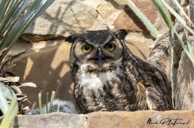 Athena Great Horned Owl 2025